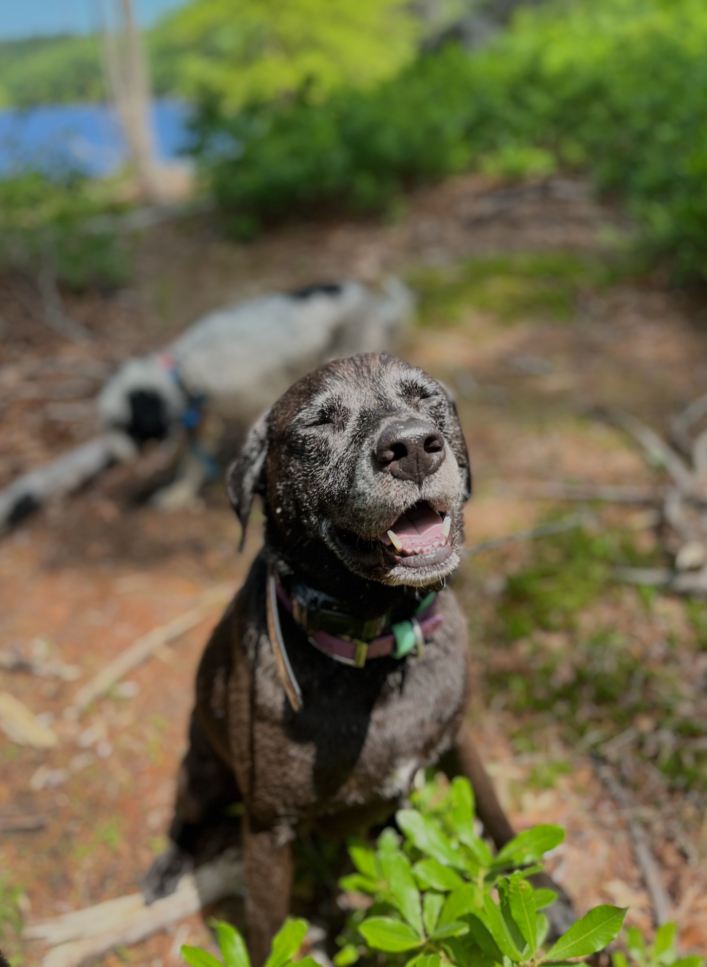 Terra the dog