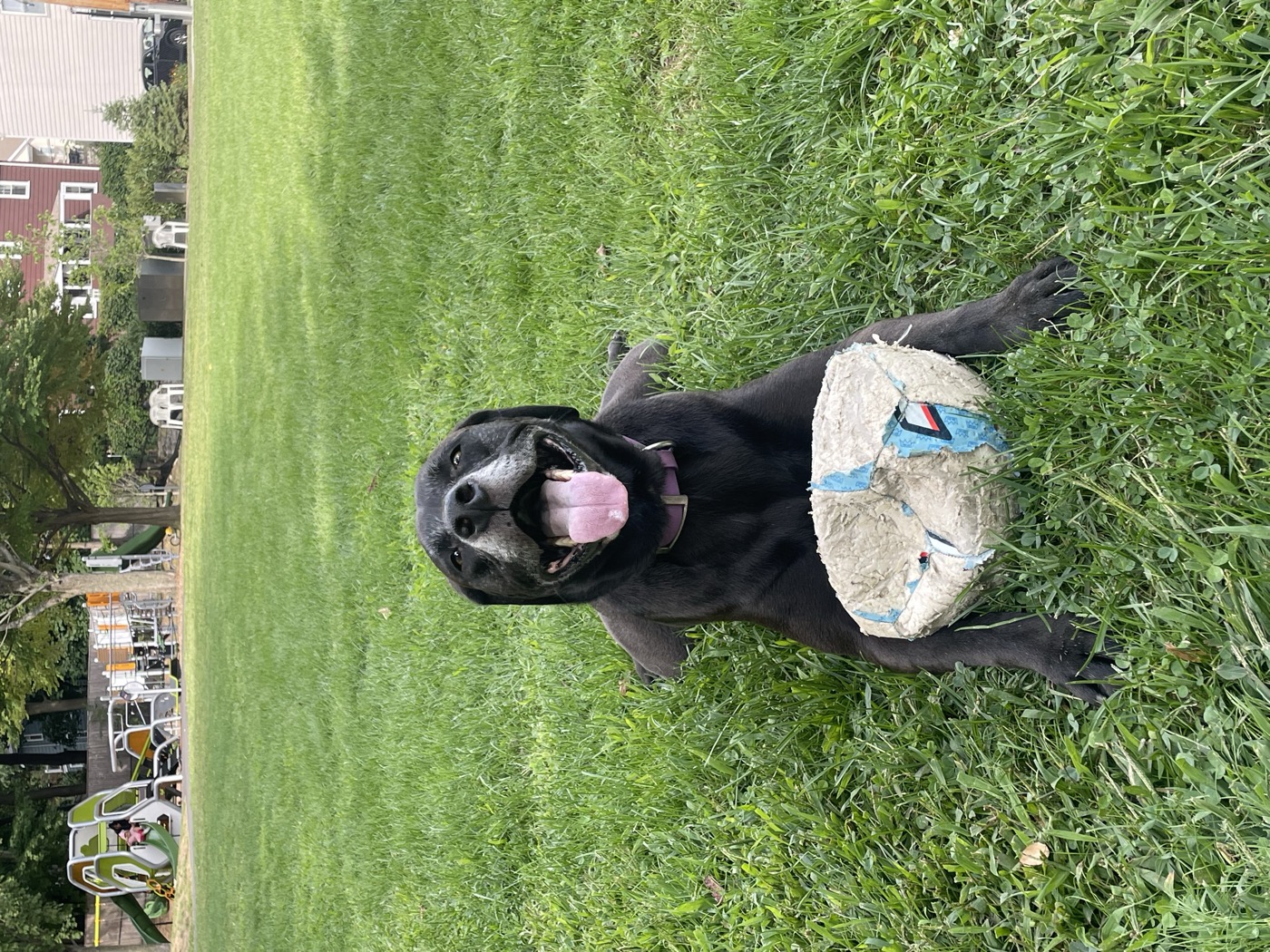 Terra the dog