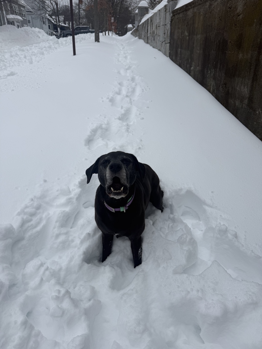 Terra the dog